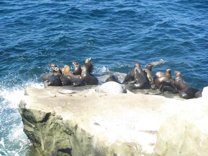 La Jolla Cove